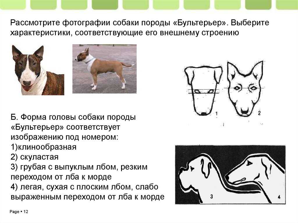 Бультерьер: фото, описание и характеристика породы собак, отзывы владельцев