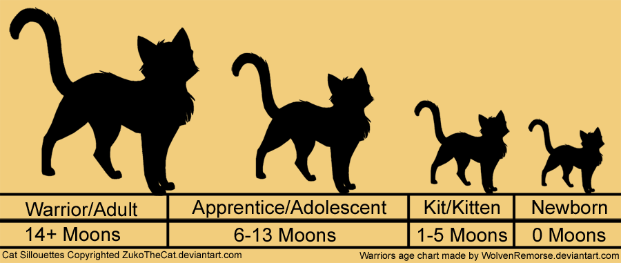 Размеры и вес кошек. Рост в холке и вес коты Воители. Размер котенка 6 месяцев. Рост кота по месяцам. Рост кошки по месяцам.