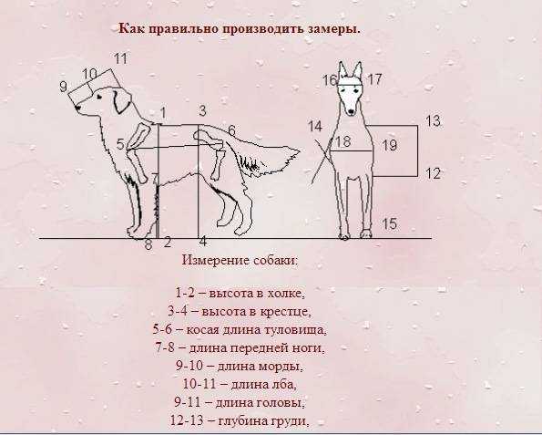 Как правильно выбрать именно своего щенка .полезные советы - lekdeiri - питомник собак