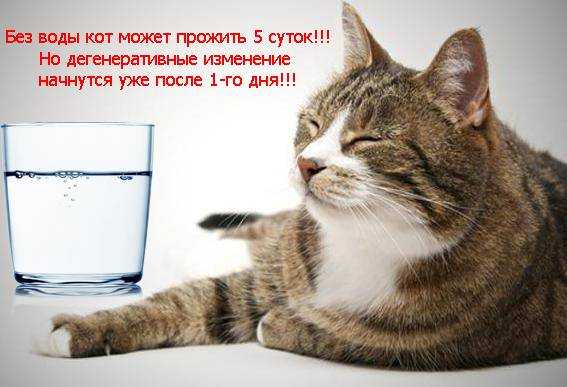 Сколько кошка может прожить без еды и воды, почему котёнок не пьёт воду и как его приучить это делать