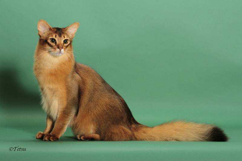 Сомалийская кошка – описание пород котов