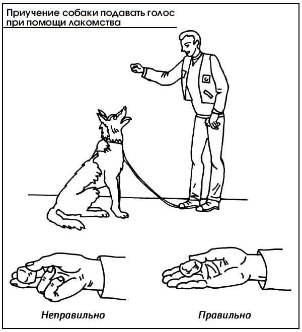 Обучение собаки команде «фас» в домашних условиях на человеке