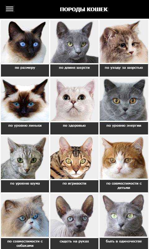 Фото определитель породы кошек