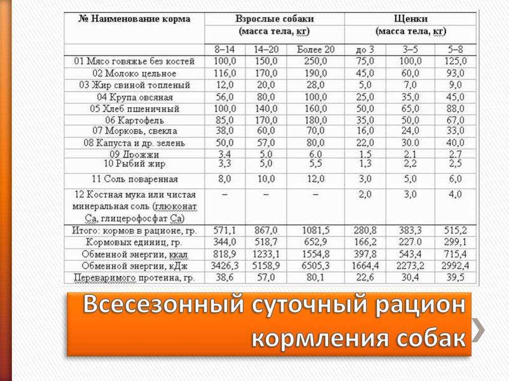 Полезные продукты для собак - список продуктов