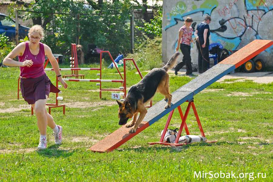 Соревнования и испытания по окд и зкс. препятствия для дрессировки собак - рисунки с размерами