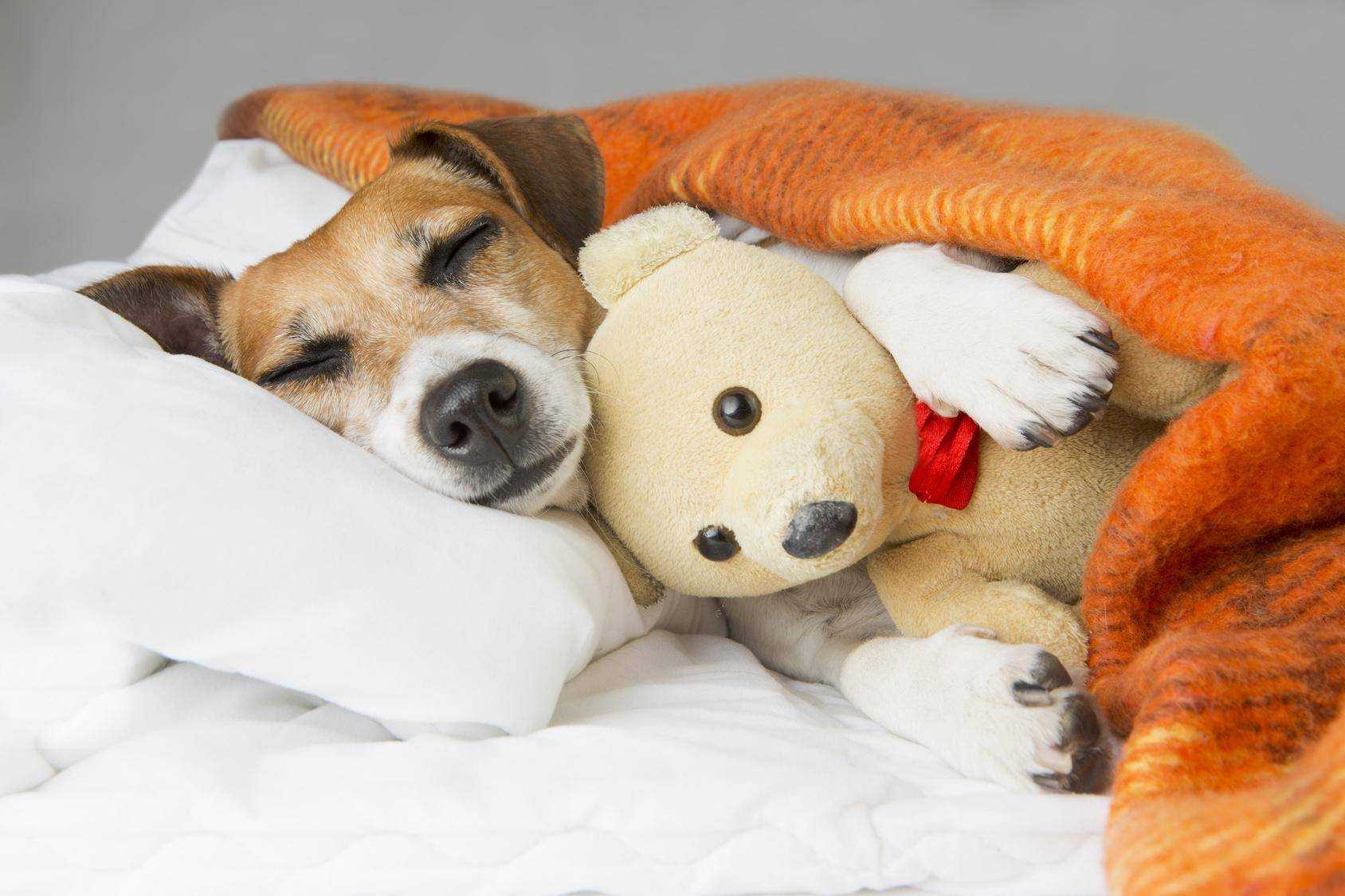 Длительность сна у взрослых собак и щенков за одни сутки в среднем