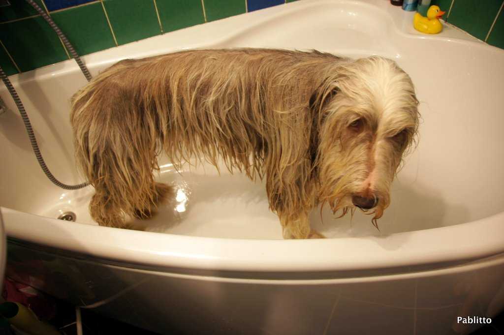Как помыть взрослую собаку или щенка в ванне: что делать, если питомец боится воды
