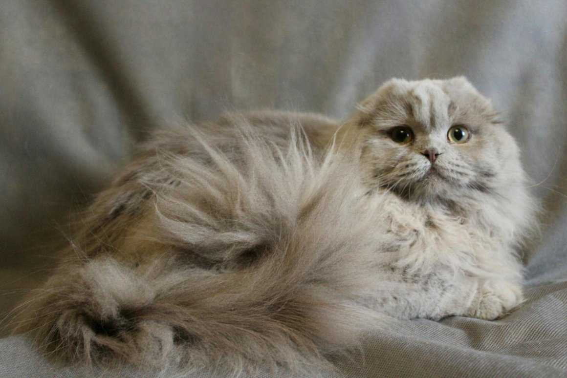 Хайленд фолд: характер, обзор стандартов внешности и описание содержания породистой кошки (120 фото)