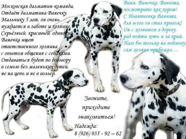 Форум о собаках породы Далматин Обсудите далматина Задавайте вопросы и получайте ответы