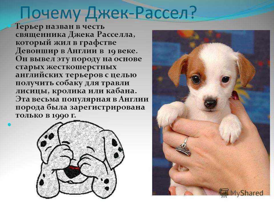 Отзывы владельцев о породе собак «джек-рассел-терьер»: история происхождения и описание характера питомцев
