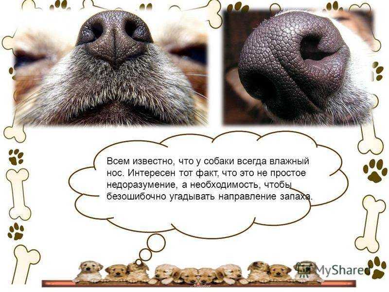 Почему у собаки мокрый нос. Интересные факты о кошках и собаках. Почему у собаки мокрый нос и холодный. Факты про нос собаки.