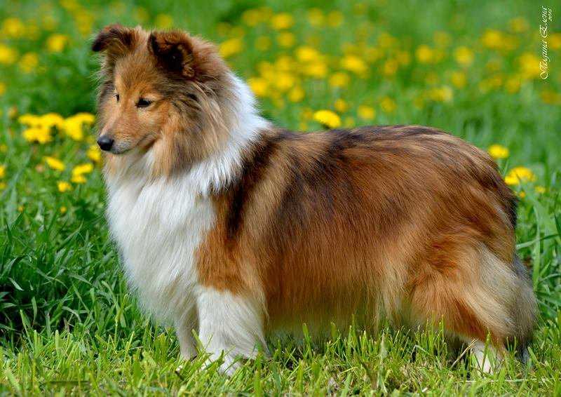Собака шелти ✱ описание и характеристика породы шетландской овчарки