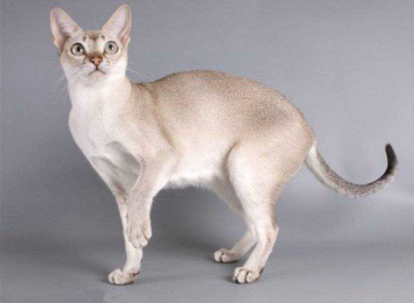 Сингапурская кошка, описание породы, фото, характер, окрас, отзывы, уход, история, здоровье