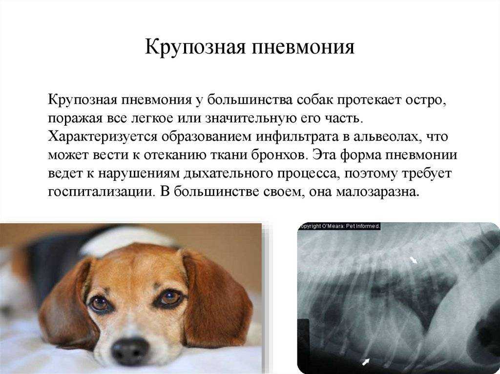 Собака лечение легких. Воспаление лёгких у собак. Воспаление легких у собак.