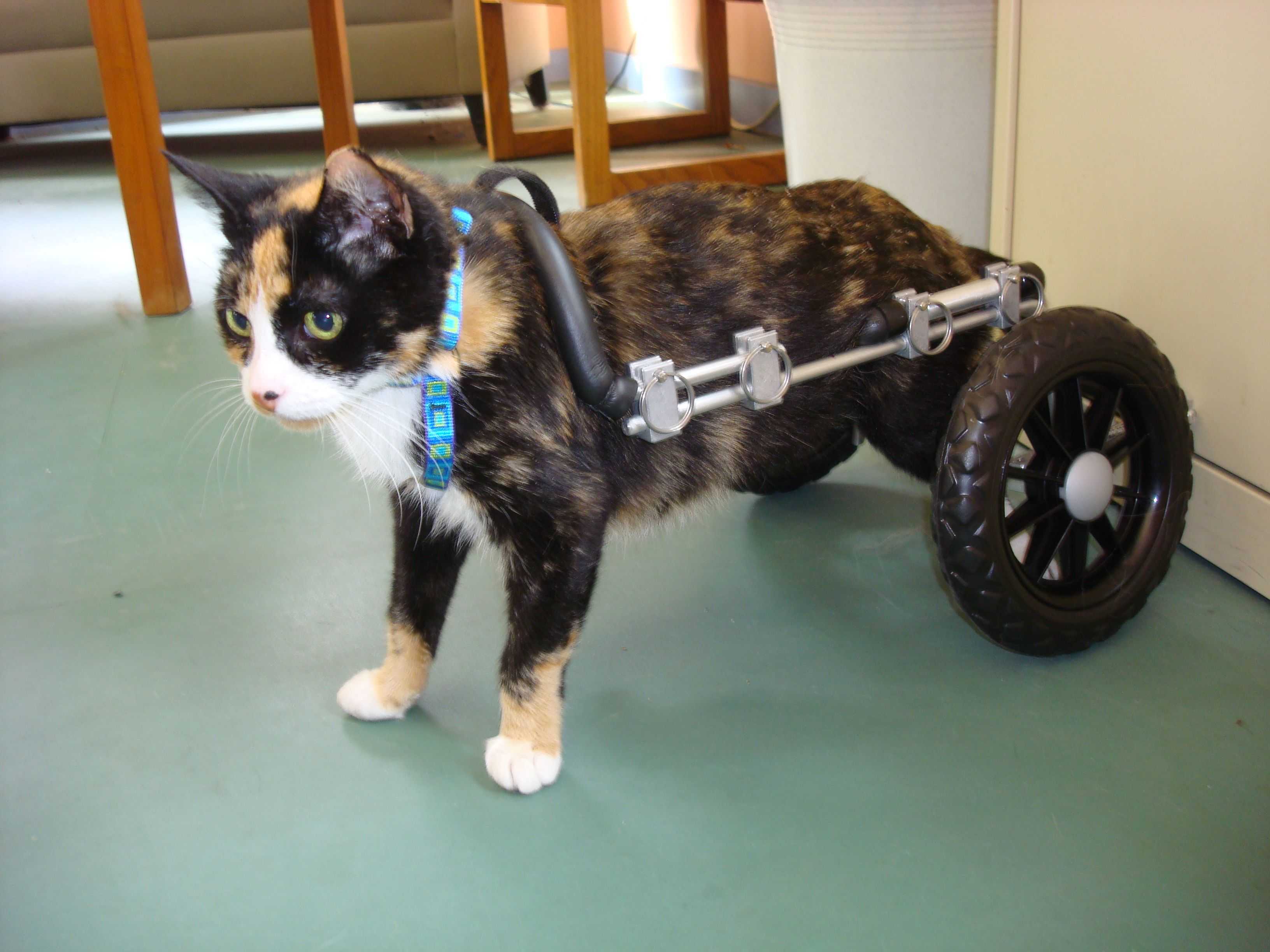 Кошки без задней лапы. Кот инвалид. Кот на колесиках. У кота задние лапы колесом. Колесо для кота.