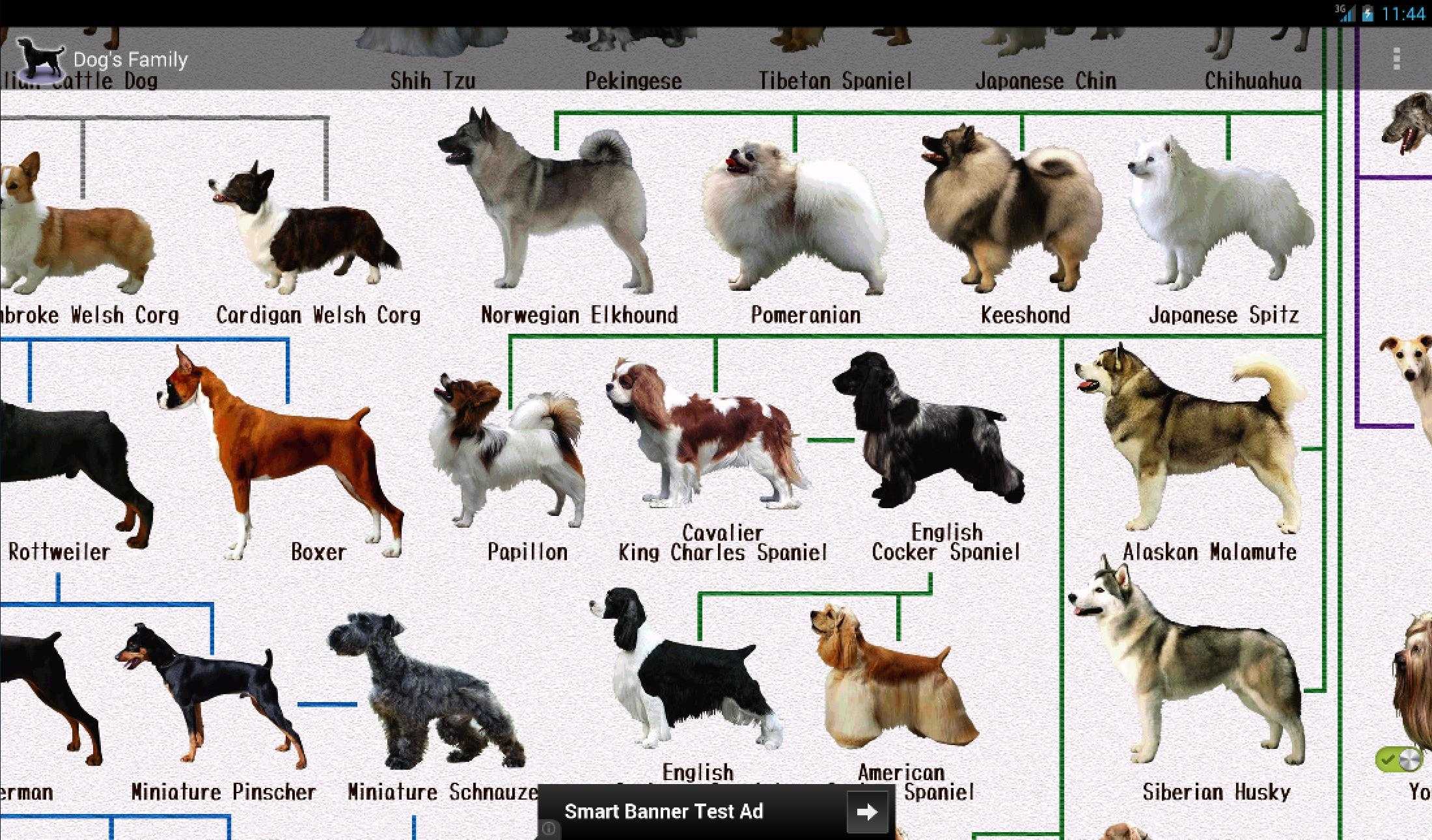 Породы собак картинки с названиями