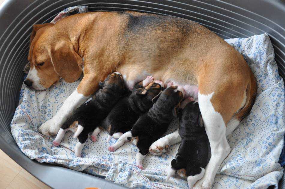 Как рождаются щенки. Новорожденные собаки. Новорожденный щенок. Собака кормит щенков.