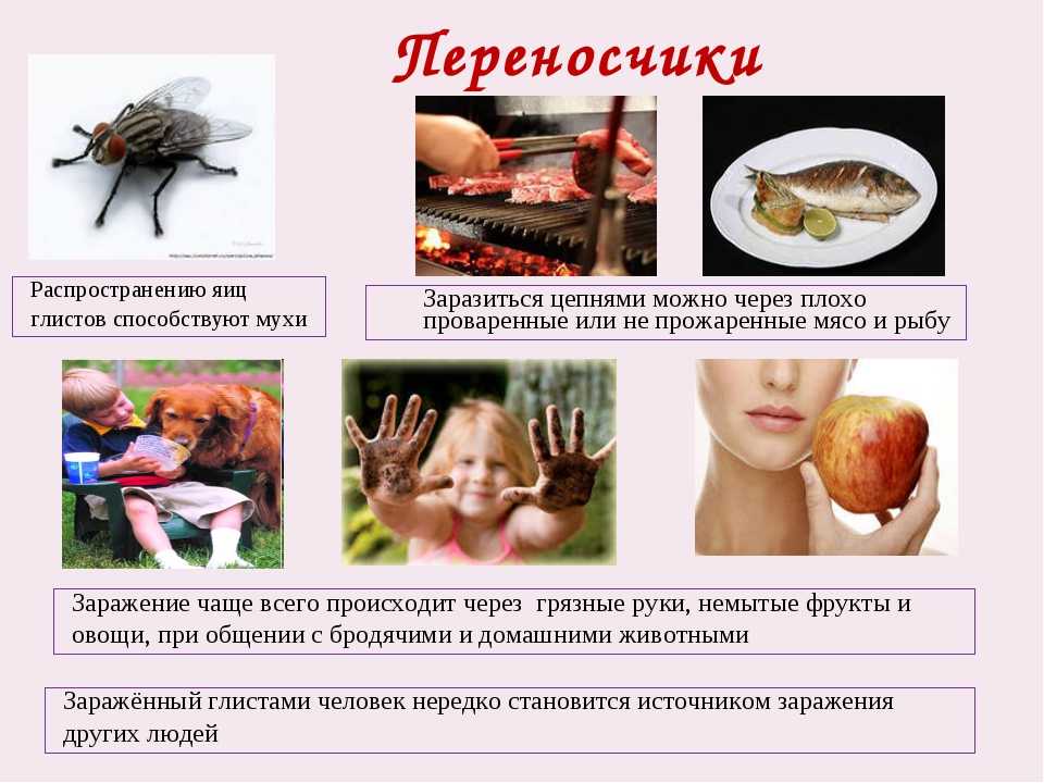 Угроза токсоплазмоза при беременности — нужно ли избавляться от кошки?