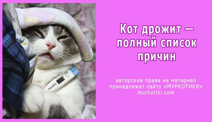 Кот икает — почему и что делать