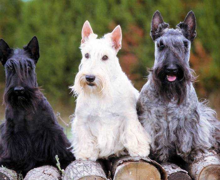 Порода собак скотч терьер — самая знаменитая порода мелких терьеров