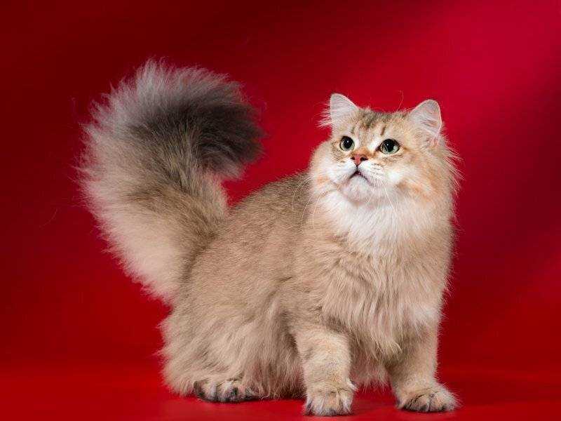 Британская длинношерстная кошка – чем отличается от породы предшественника