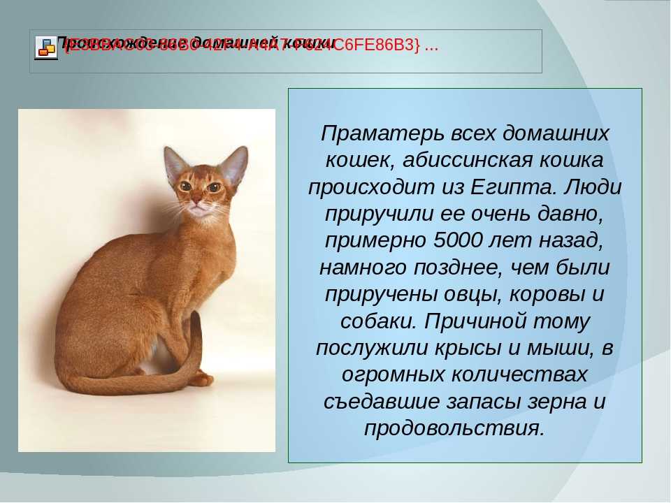 Рассмотрите фотографию кошки породы абиссинская. Кошка Египетская абиссинец. Порода кошек абиссинец характер. Описать породу кошки Абиссинская. Абиссинская кошка характер и поведение характер и поведение.