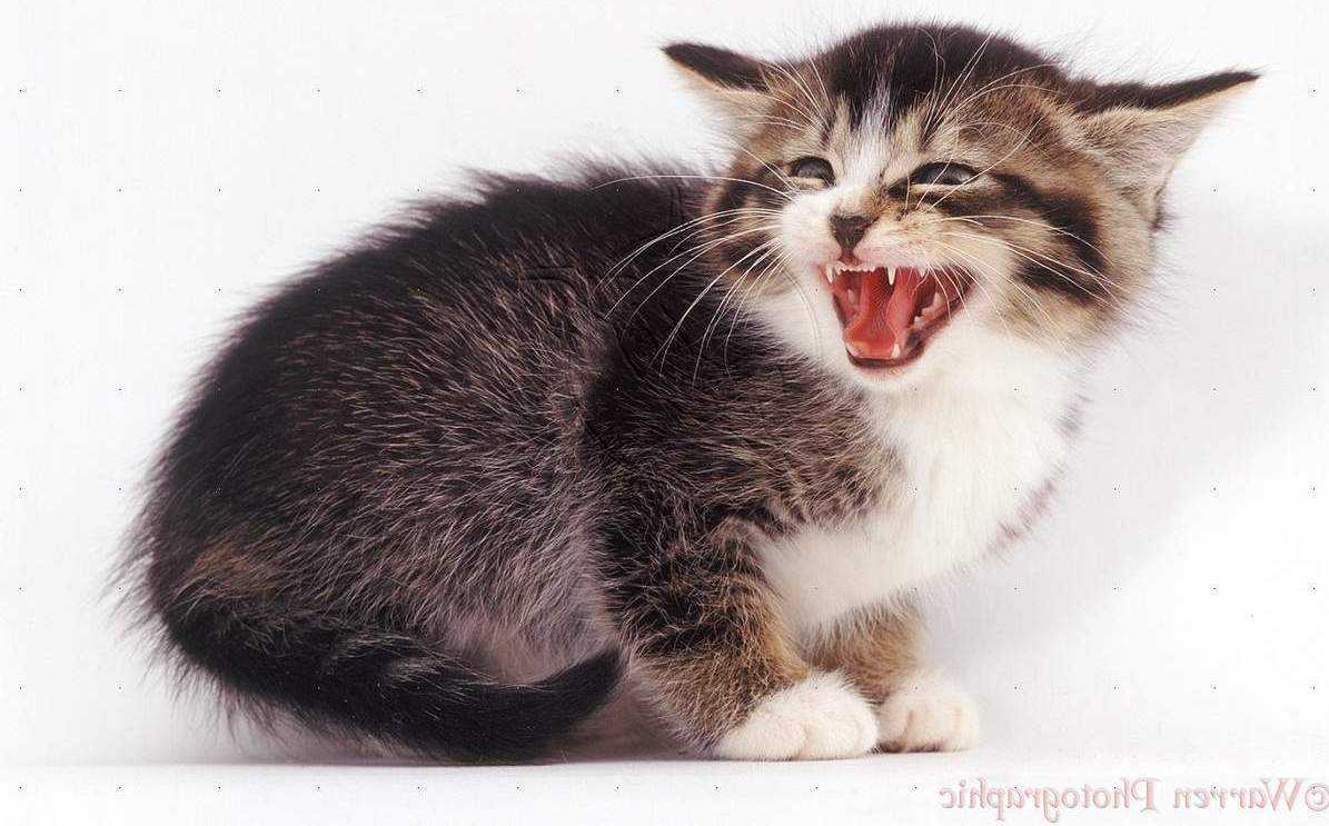 Агрессивная кошка