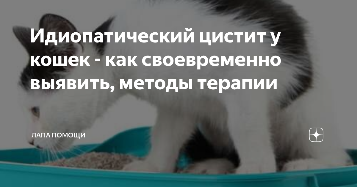 Идиопатический цистит у кошек - 5 симптомов и лечение