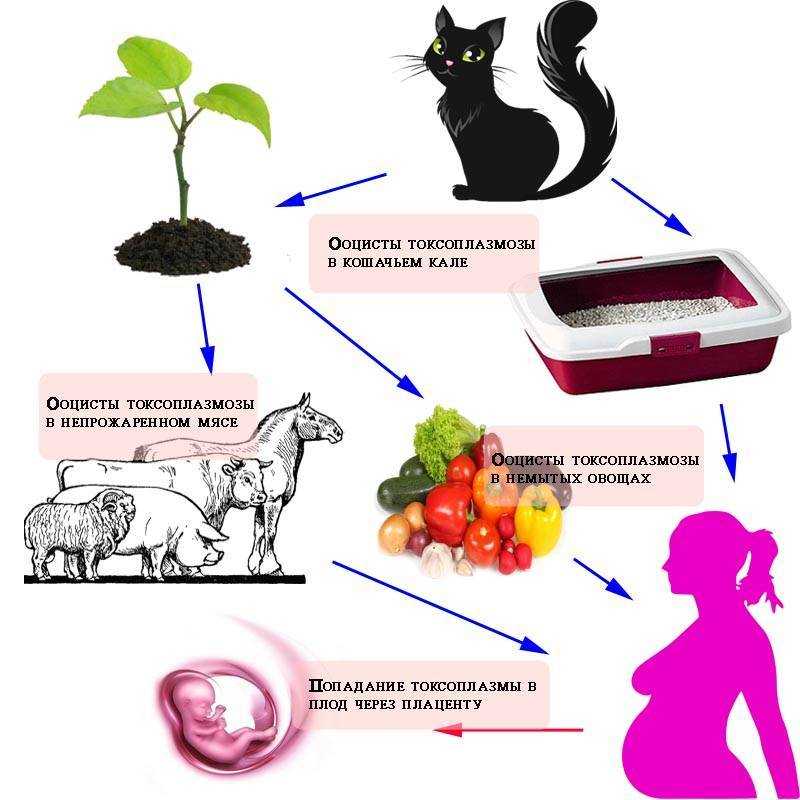 Токсоплазмоз у кошек: все о симптомах, лечении и правильной профилактике заболевания (инструкция + описание лекарств)