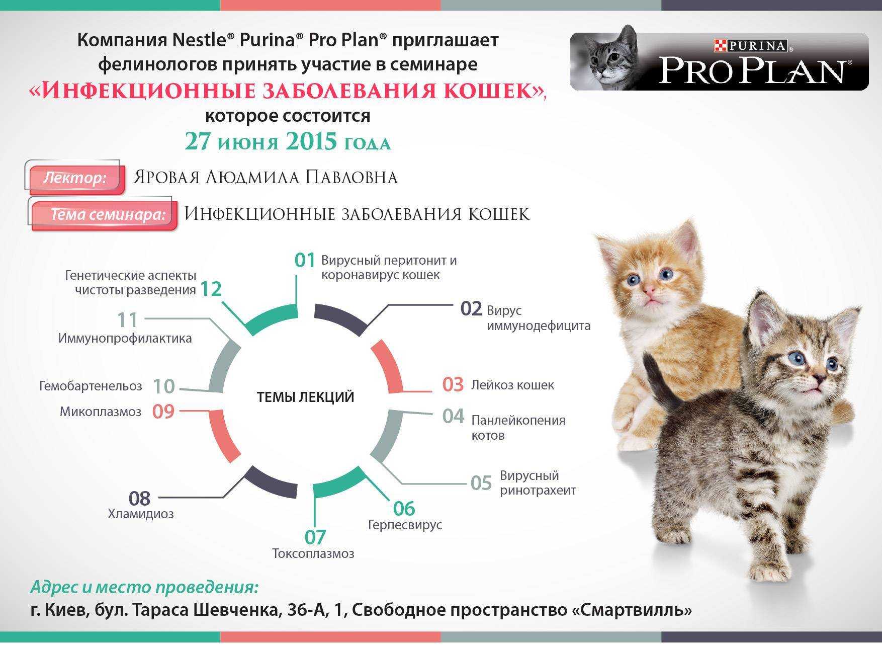 Кальцивироз у кошек и котов: симптомы и лечение кальцевирусной инфекции у котят 