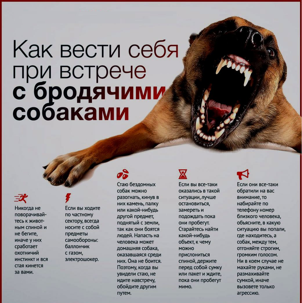Коррекция поведения агрессивной собаки | dogkind.ru