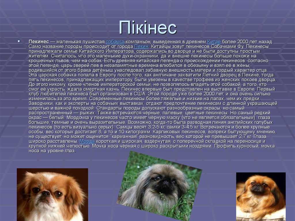 Породы собак: пекинес (50 фото) особенности породы и красочные фото собак