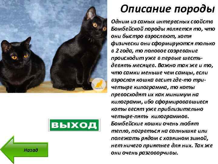 Черная кошка содержание. Кошка породы Бомбей характеристики. Бомбейская кошка описание породы. Бомбей порода кошек описание. Британская Бомбейская кошка.