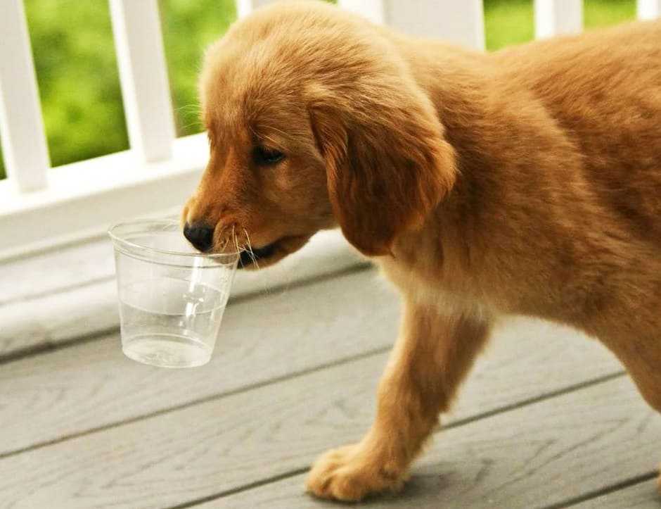 Почему собака стала пить много воды: возможные причины, нужно ли что то предпринимать
