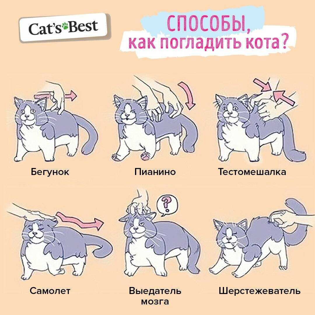 чтобы кошка не лезла на стол