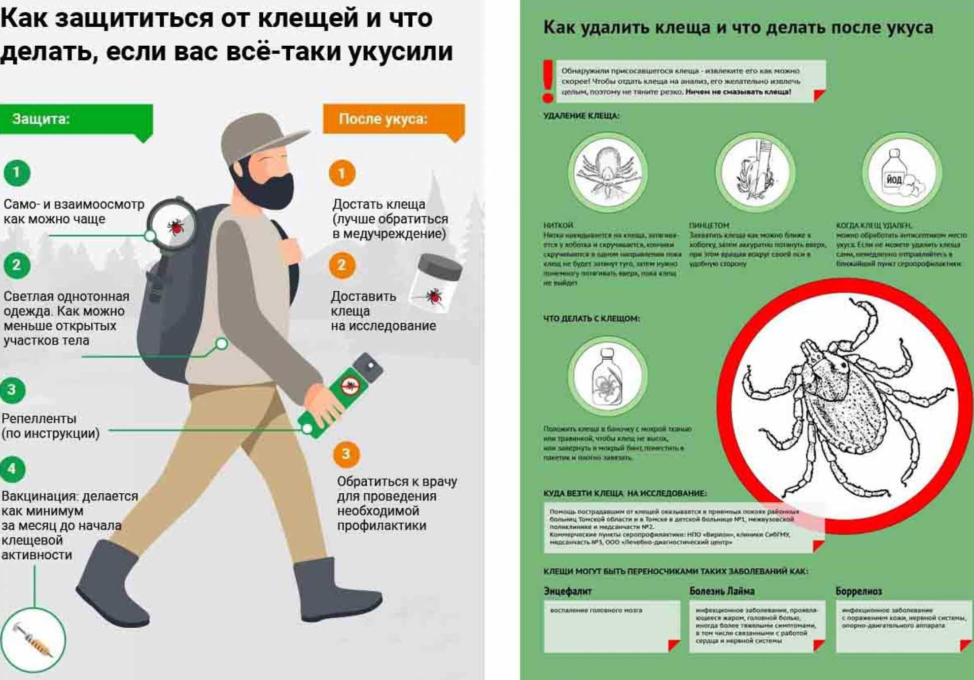 Клещевой энцефалит рисунок