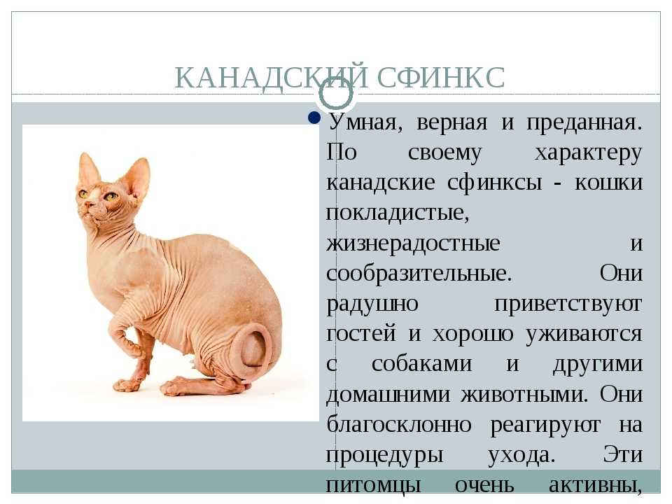 Котенок сфинкс сколько кормить