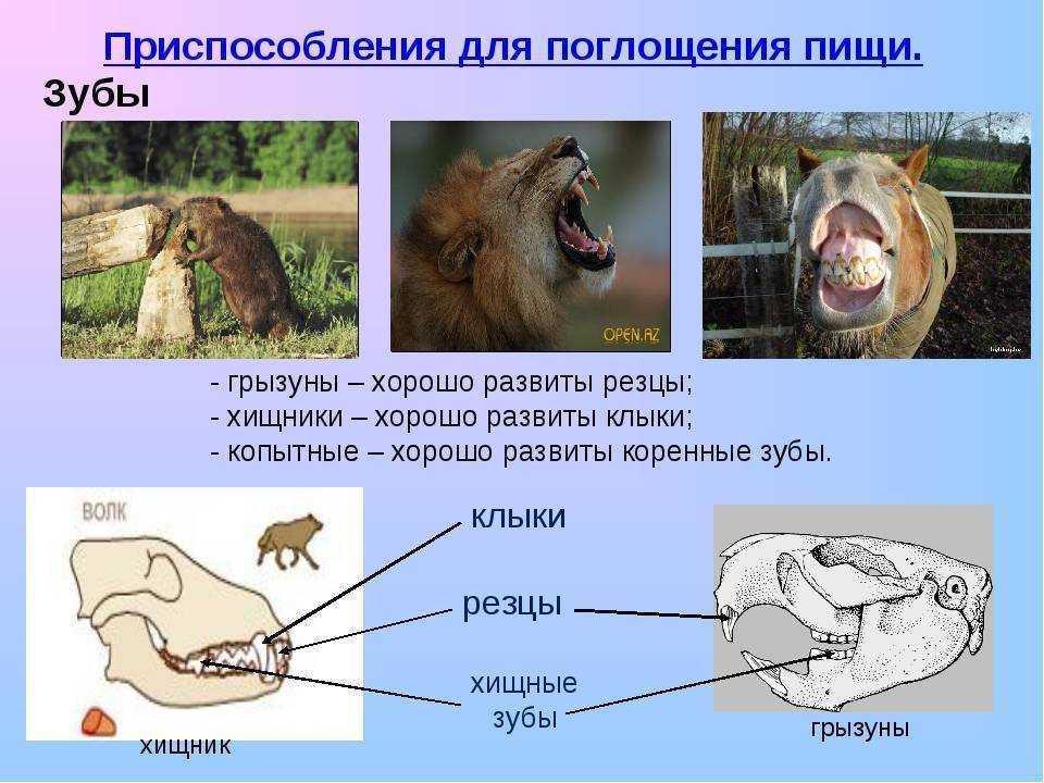 Почему зубы млекопитающих отличаются. Приспособления для питания животных. Особенности питания животных. Приспособления животных к добыванию пищи. Приспособления хищных животных.