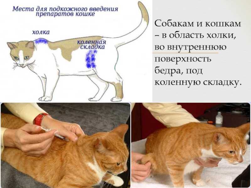 Куда коту делать укол внутримышечно в бедро схема