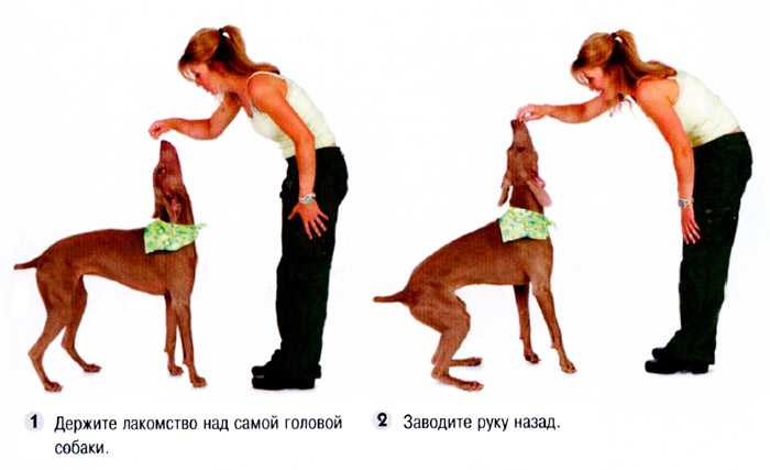 Как научить собаку команде фас и чужой - видео инструкция | beauty-line14a.ru