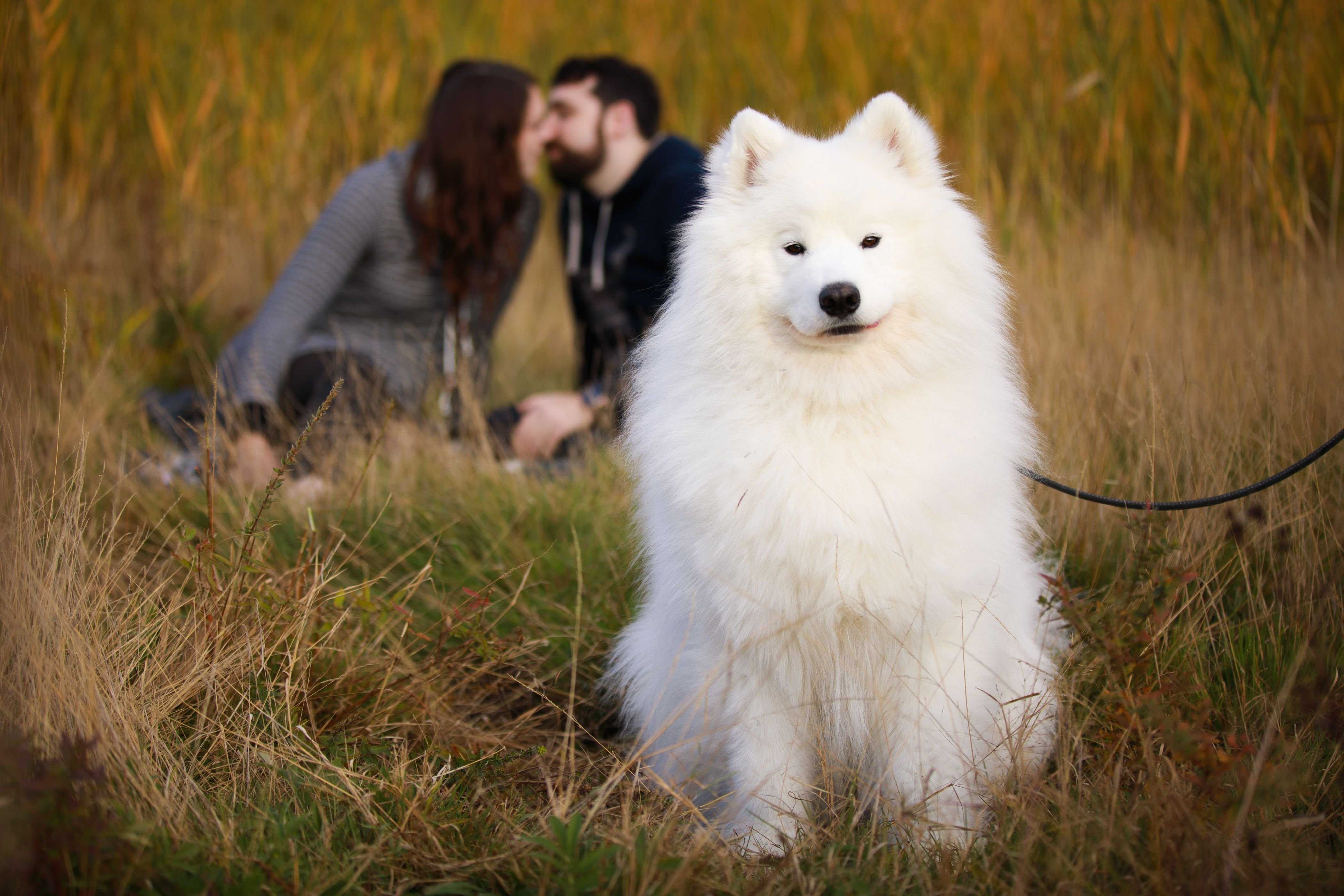 Взрослый самоед фото белый собака