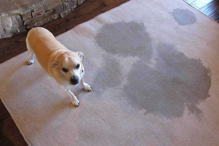 10 способов как отучить щенка и собаку метить углы в дома