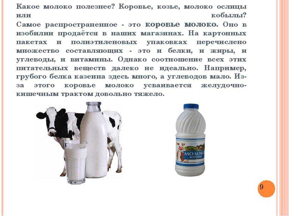Можно ли кошкам молоко – развенчиваем миф о кошках и их мисочках с молоком