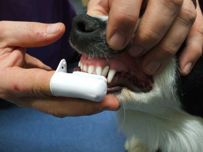 Зубной камень у собак и как почистить зубы в домашних условиях