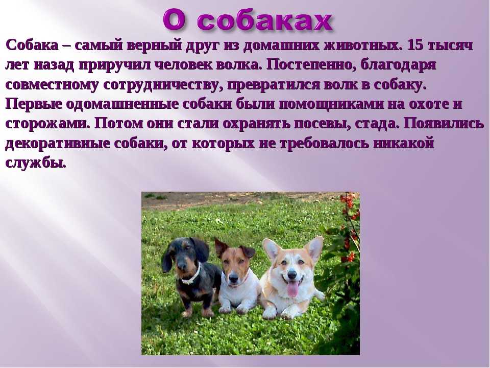 7 самых любопытных фактов о взаимоотношениях человека и кошки