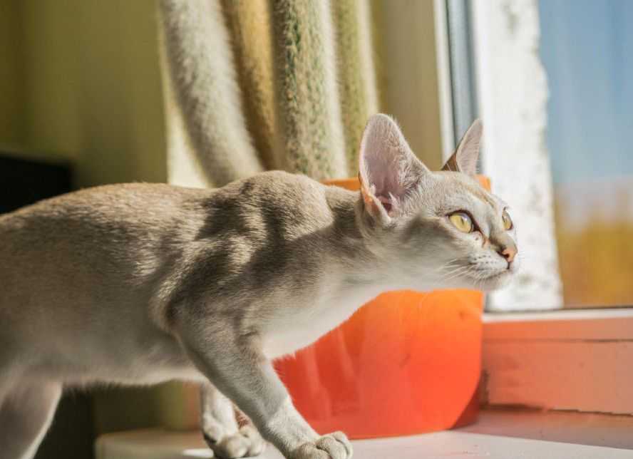 Сингапурская кошка. описание, особенности, уход и цена сингапурской кошки