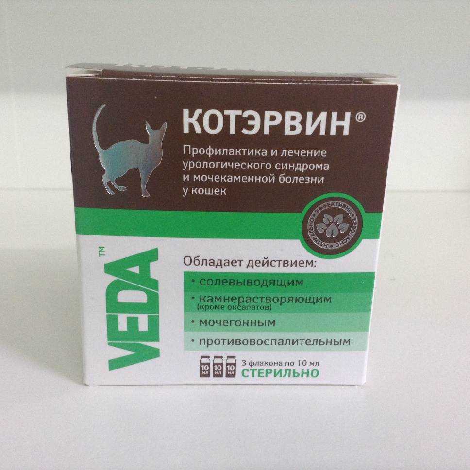 Запор у кошки - возможные причины
