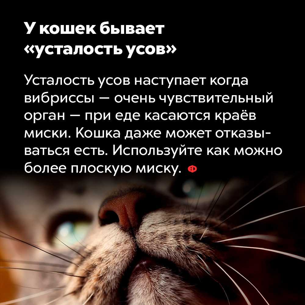 Зачем кошке усы