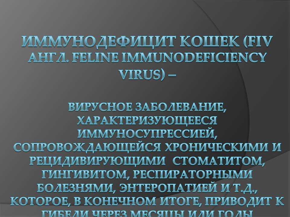 Вик, или вирус иммунодефицита кошек: симптомы, пути заражения, поддерживающая терапия, прогнозы, опасность для человека