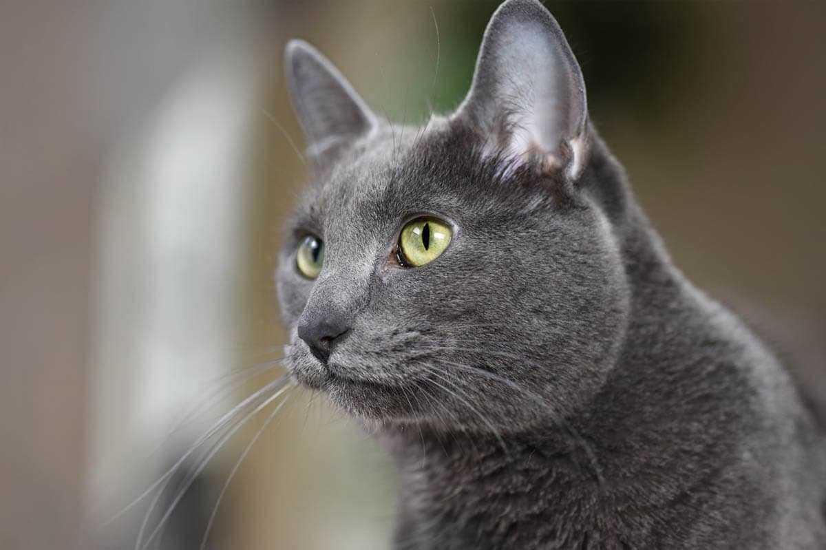 Корат кошка – описание породы с фото от а до я